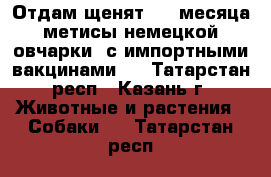 Отдам щенят 2,5 месяца метисы немецкой овчарки  с импортными вакцинами.  - Татарстан респ., Казань г. Животные и растения » Собаки   . Татарстан респ.